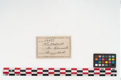 Etikett zu Bronzelappenbeil (NHMW-PRAE-034822)